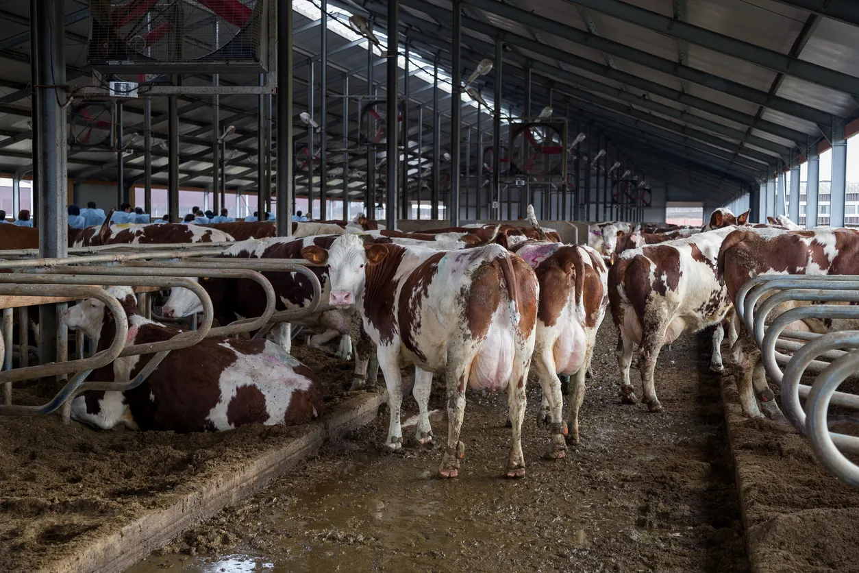 Vacas lecheras de Monbeliard cría en establo de ganado. La zeolita se usa también para el control de olores.