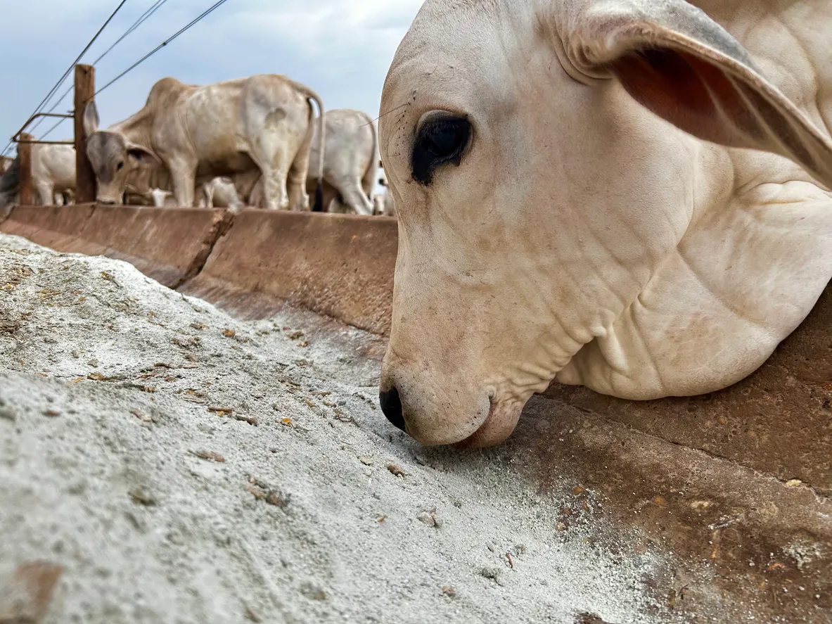 La zeolita clino se usa en una alimentación saludable para el ganado
