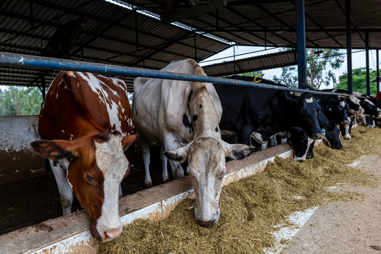 Vacas lecheras en el granero de composta. La zeolita clino-ca puede ayudar en la nutrición de ganado bovino, aves y porcino