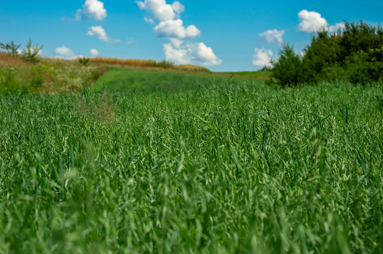Los vibrantes campos de avena cubren las onduladas colinas bajo un cielo azul