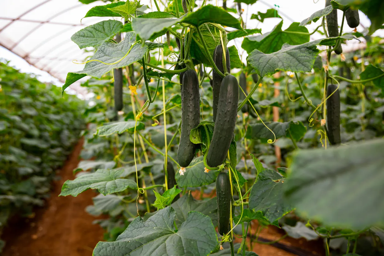 Cultivo de pepino.. La zeolita mejora la porosidad del sustrato, favorece el desarrollo radicular y la respiración de las raí