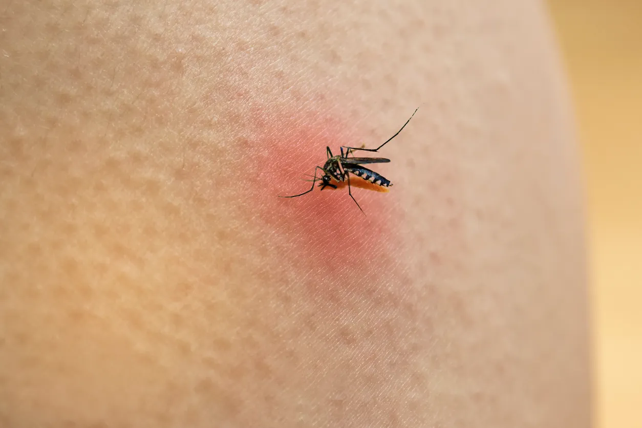 Mosquito chupando sangre de humano