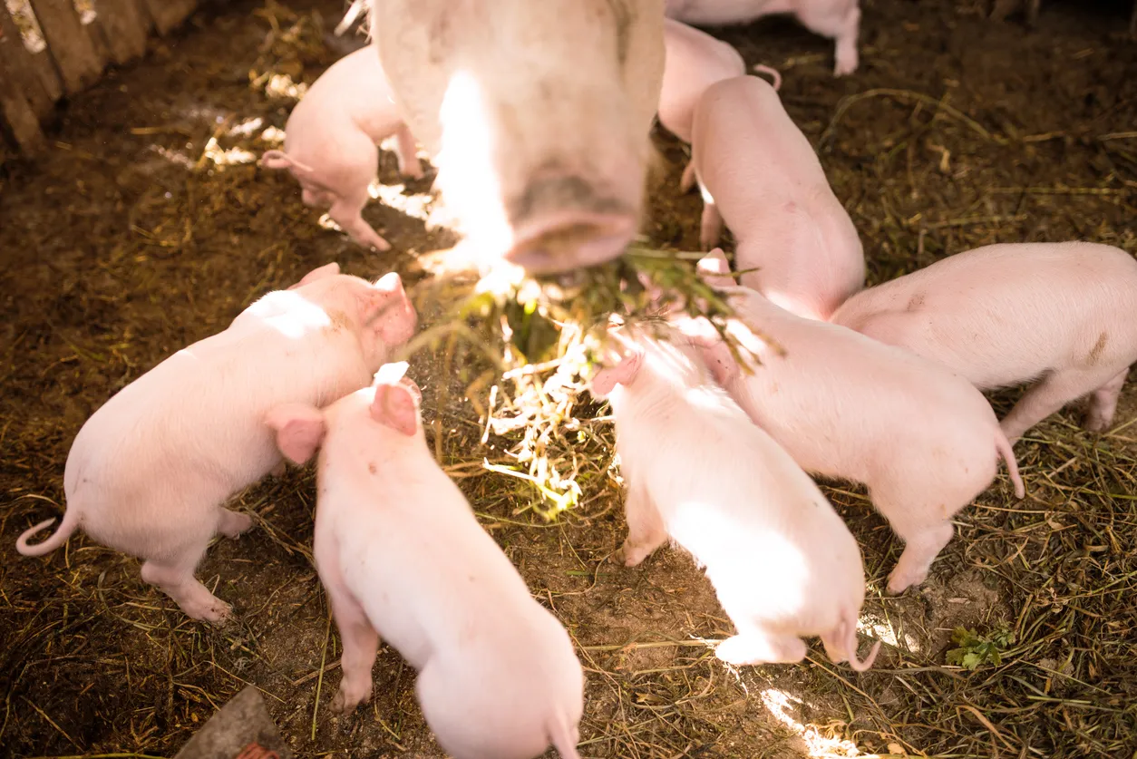 Puercos en establo comiendo. La zeolita ayuda a una alimentación sana en estos animales