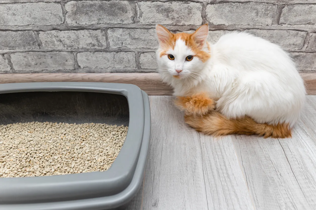 Gato y su arenero en dpnde se puede utilizar la zeolita para la absorción y control de olores