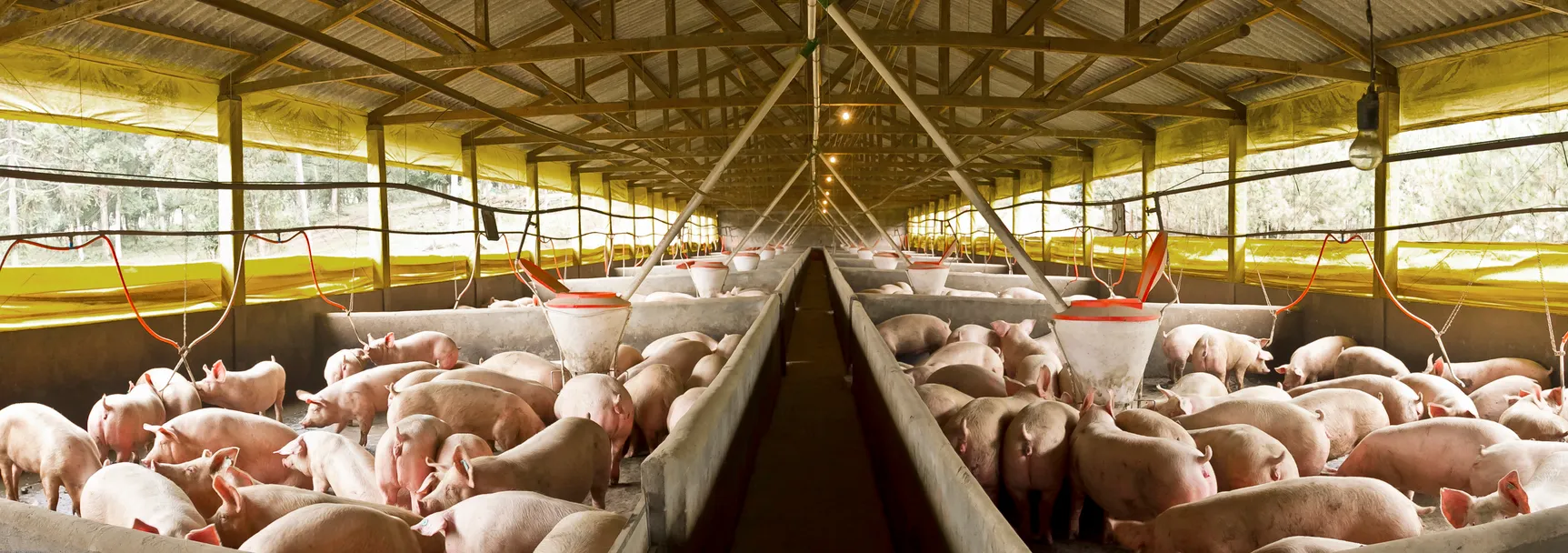 Enorme granja de porcinos en donde la zeolita ayuda a su crecimiento y engorda