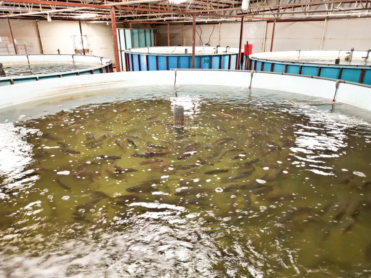 Gran estanque en industria de peces. El uso de zeolita ayuda en su producción.