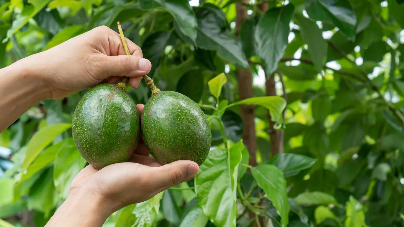 Hombre sosteniendo fruta de aguacate verde en campo de aguacates, mantiene humedad y nutrición más estables