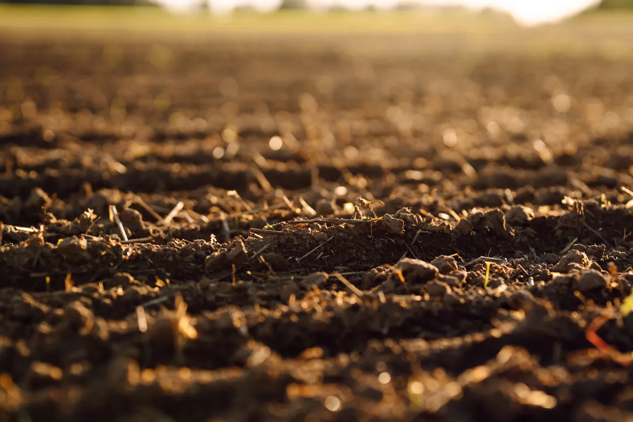 Campo agrícola arado bajo los rayos del atardecer.La zeolita mejora la infiltración del agua .