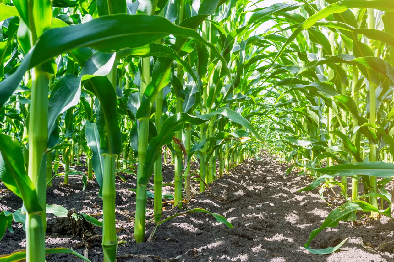Plantas de maíz fuertes y uniformes en el campo, La zeolita aumenta la eficiencia del nitrógeno y otros nutrientes móviles.