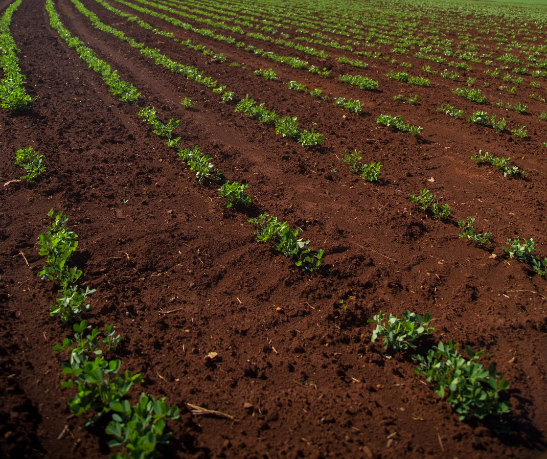 Campo de maní.La zeolita aumenta la retención de humedad sin provocar encharcamientos.