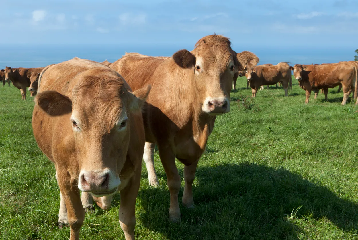 Vacas pastando en el campo.La zeolita aumenta el potencial de producción de forraje por hectárea.