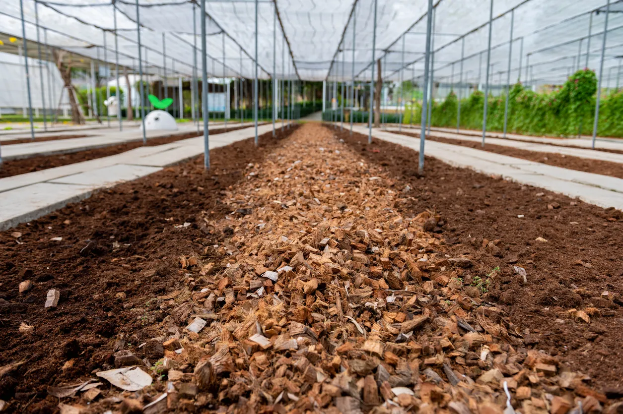 Plantas y vegetales en granjas hidropónicas orgánicas. La zeolita Aumenta la retención de humedad útil