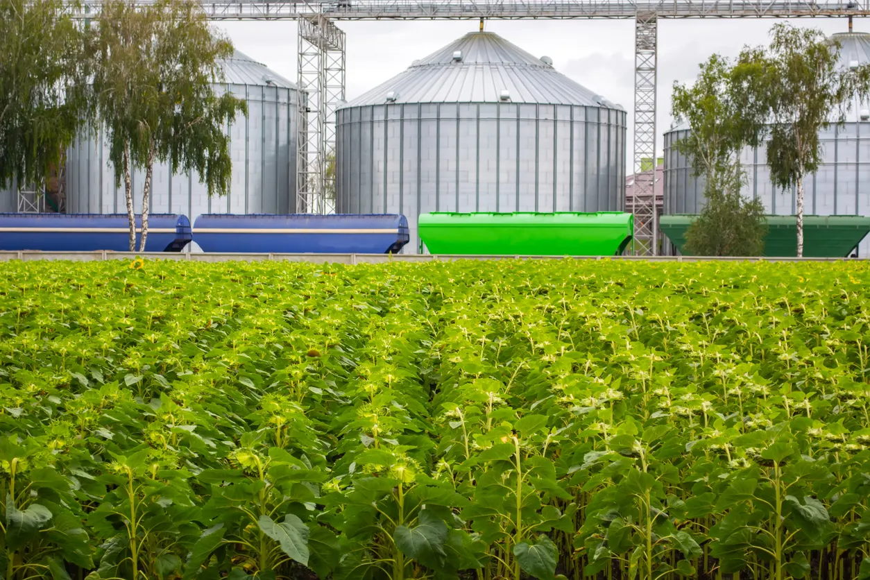 Filas de girasolesy al fondo contenedores de granos doble.La zeolita retiene nutrientes y humedad 