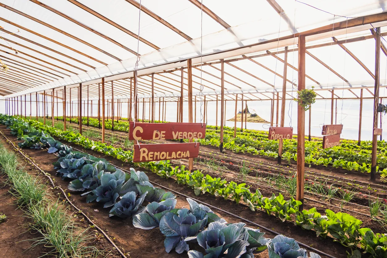 Huerto ecológico en el campo. La zeolita aumenta la humedad disponible para las raíces entre riegos.