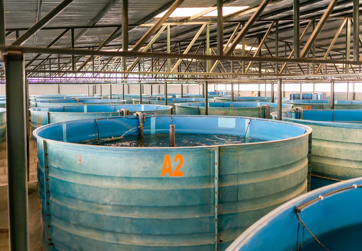 Criadero de peces tilapia. La zeolita ayuda a reducir la toxicidad.