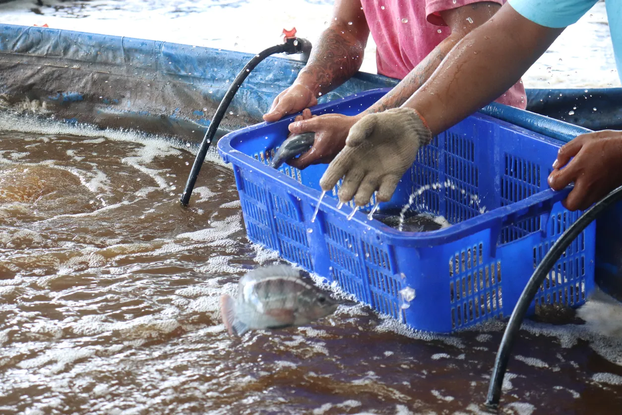 La mano de una persona libera un pez de una cesta. La zeolita ayuda a proteger la salud de los peces