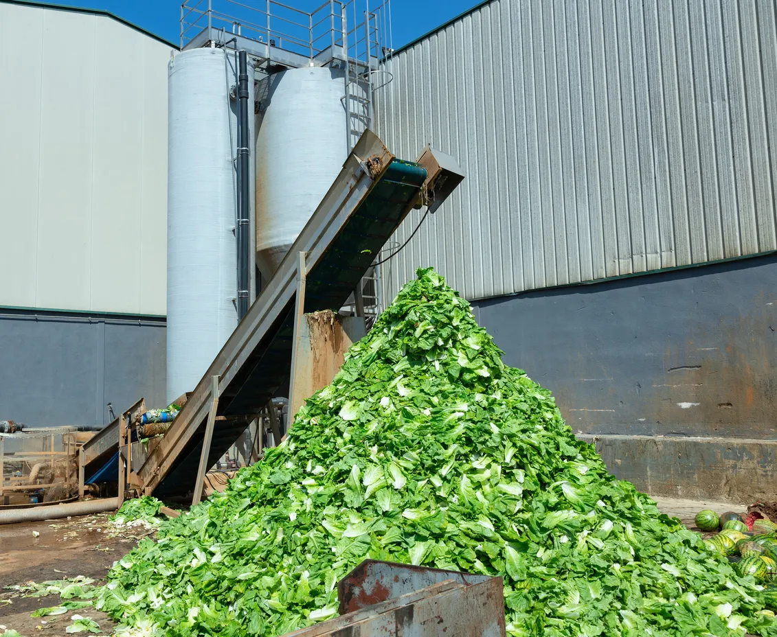 Residuos de vegeles en industria. La zeolita ayudar educiendo olores fuertes 