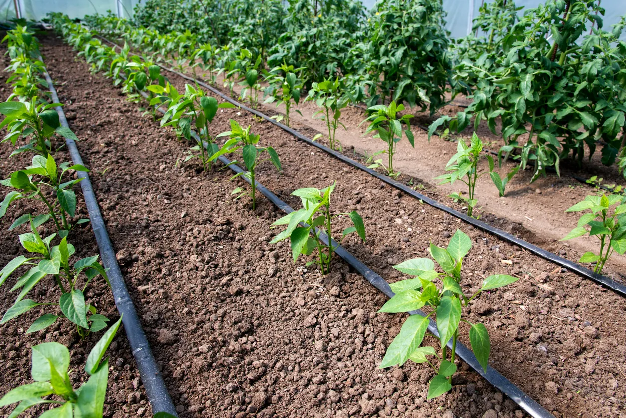 Imagen de Ácido Fosfórico Agrícola: Qué es, Para Qué Sirve y Cómo Aplicarlo Correctamente