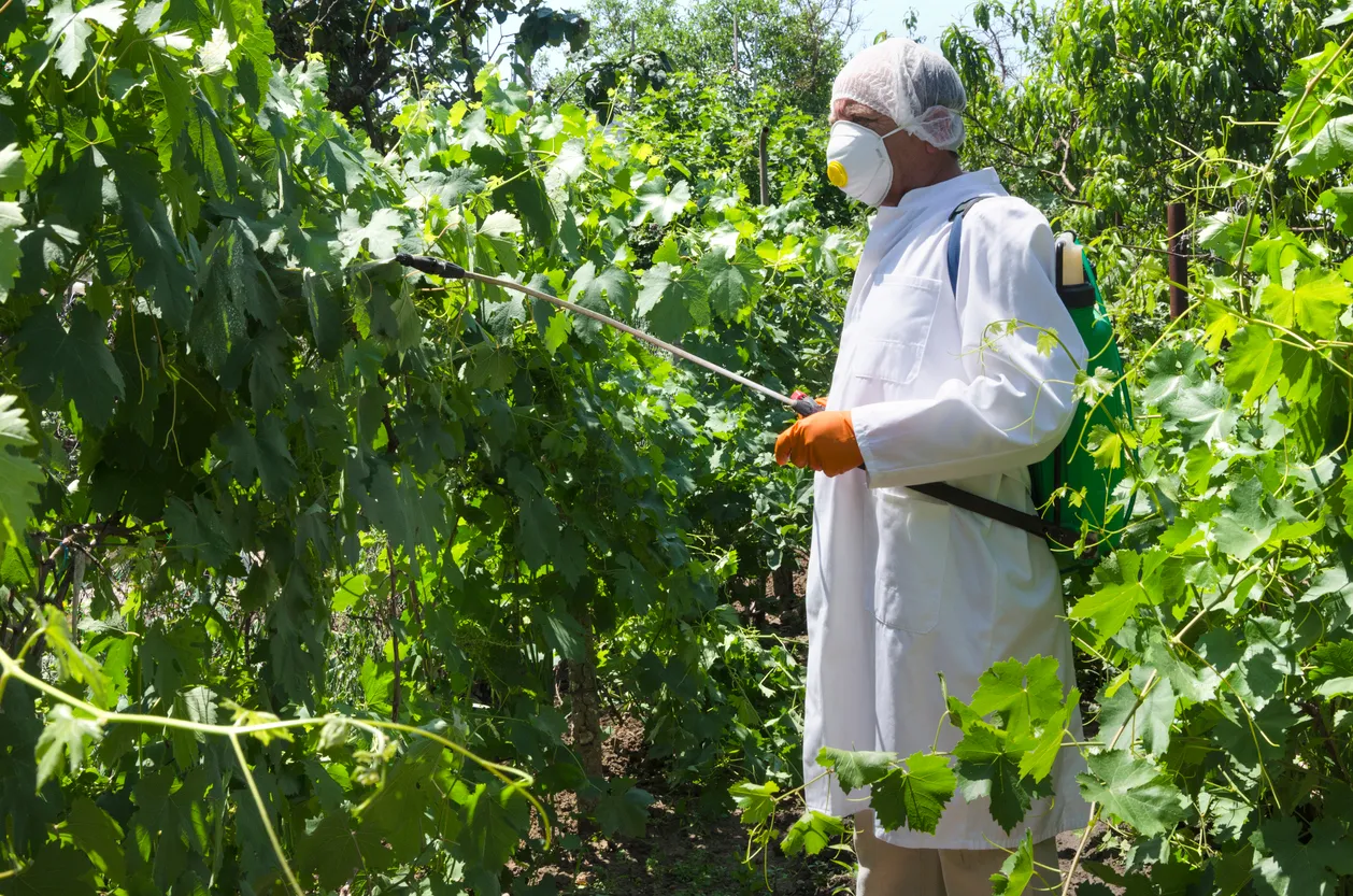 Hombre con uniforme especial rociando fertilizante en el viñedo