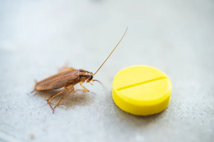 Una cucaracha se arrastró hasta el cebo en forma de pastilla amarilla.