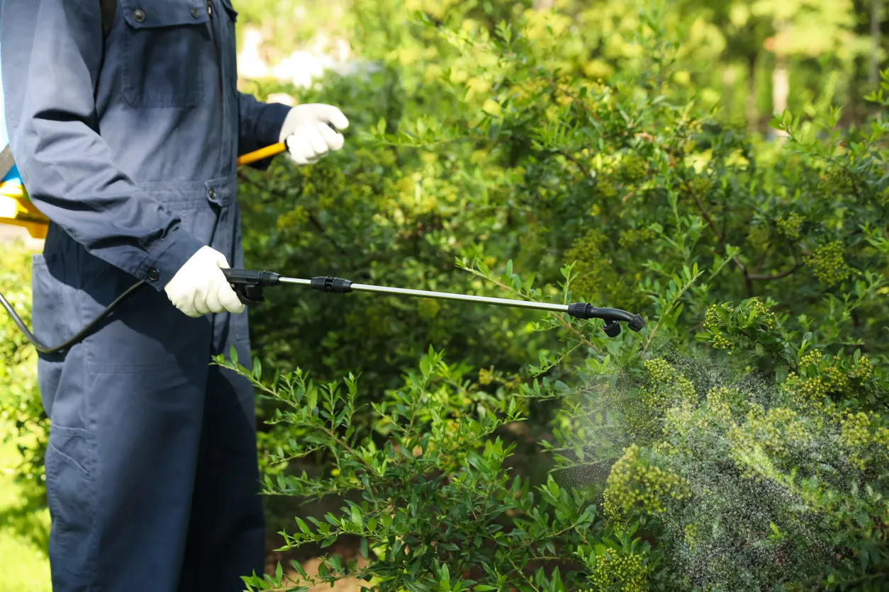Trabajador rociando pesticida sobre un arbusto verde al aire libre, primer plano. Control de plagas.