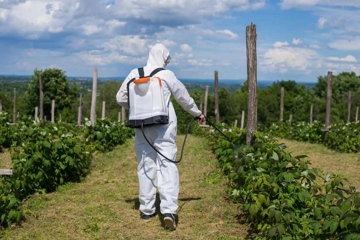 Hombre rociando un campo de arándanos