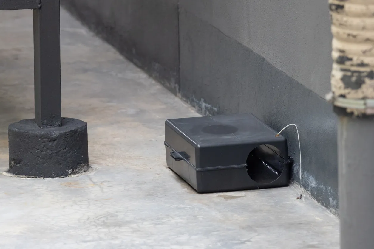 Una trampa para ratas de plástico negro sobre un suelo de hormigón. Caja de cebo y veneno para ratas.