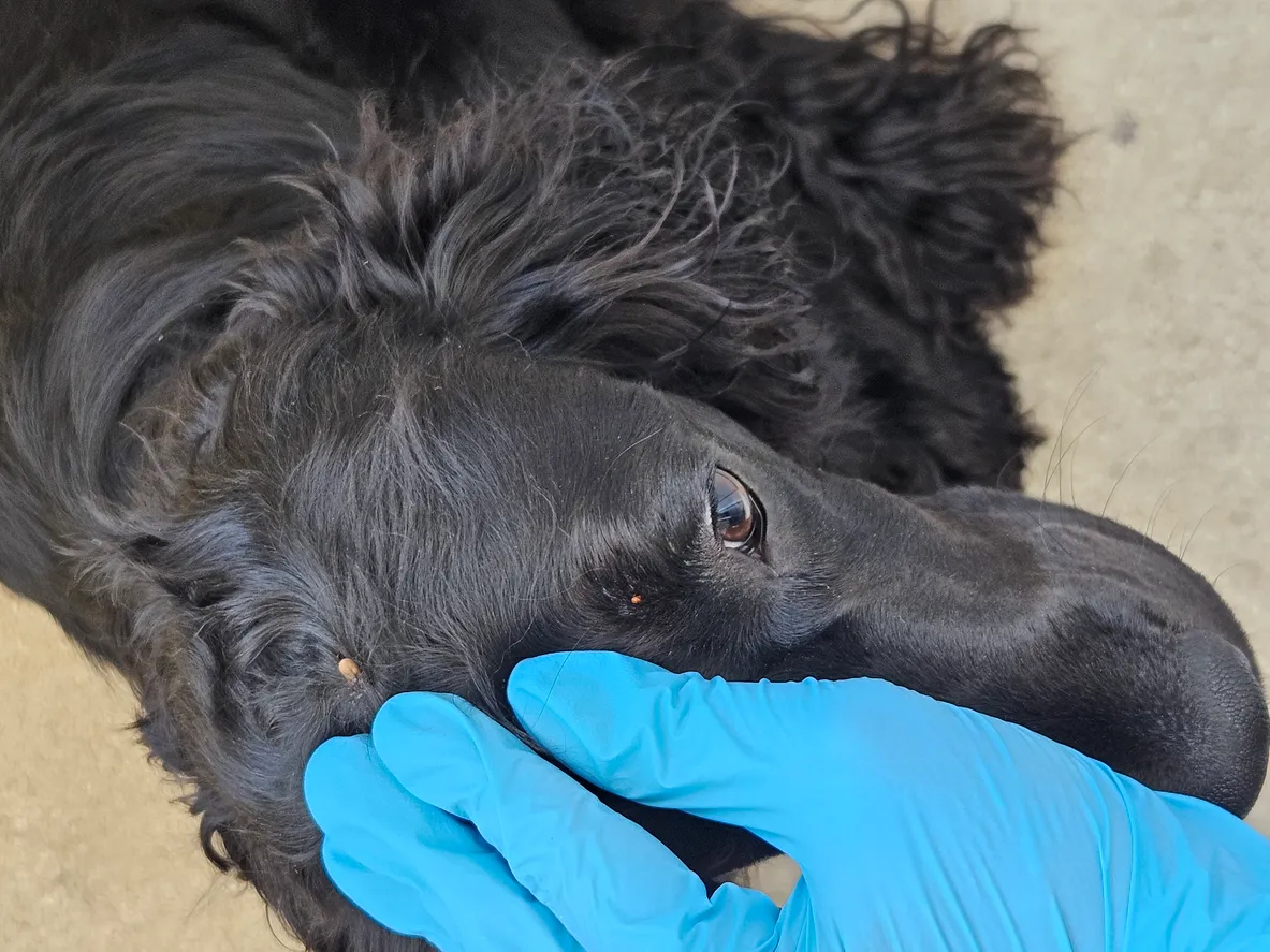 Qué echarle a mi perro para las pulgas: guía de tratamiento seguro y control del entorno