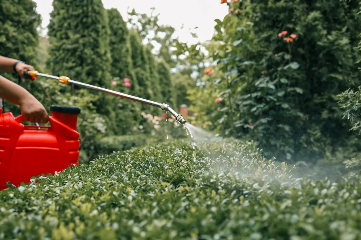 Jardinero rociando plantas con un pulverizador rojo a presión en un exuberante jardín. Control de plagas, fertilización