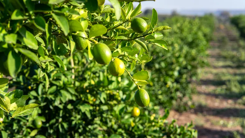 Naranjas maduras y jugosas en el árbol del huerto del agricultor.. 