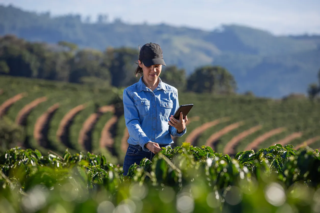 Agricultor en plantación de café 