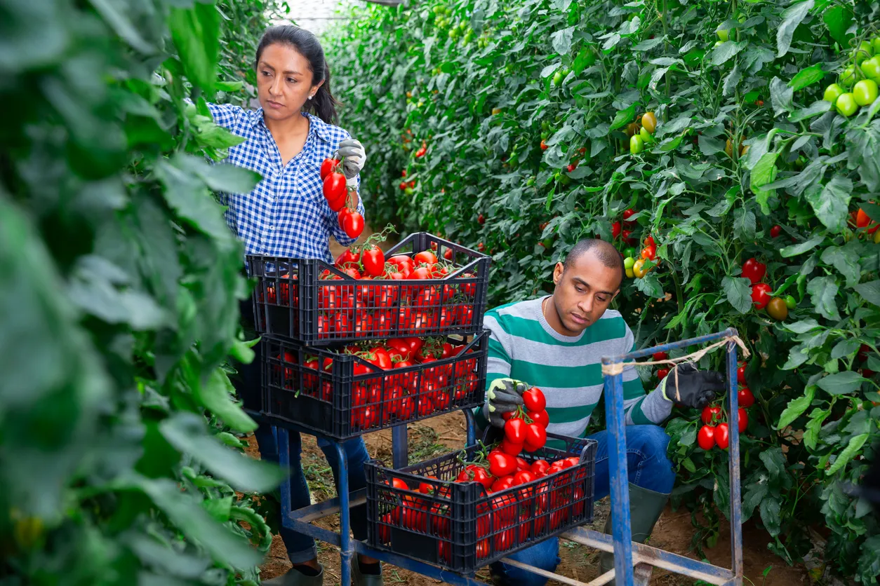 Familia campesina latinoamericana recolectando tomates en invernadero. La zeolita clino ayuda en estos cultivos.
