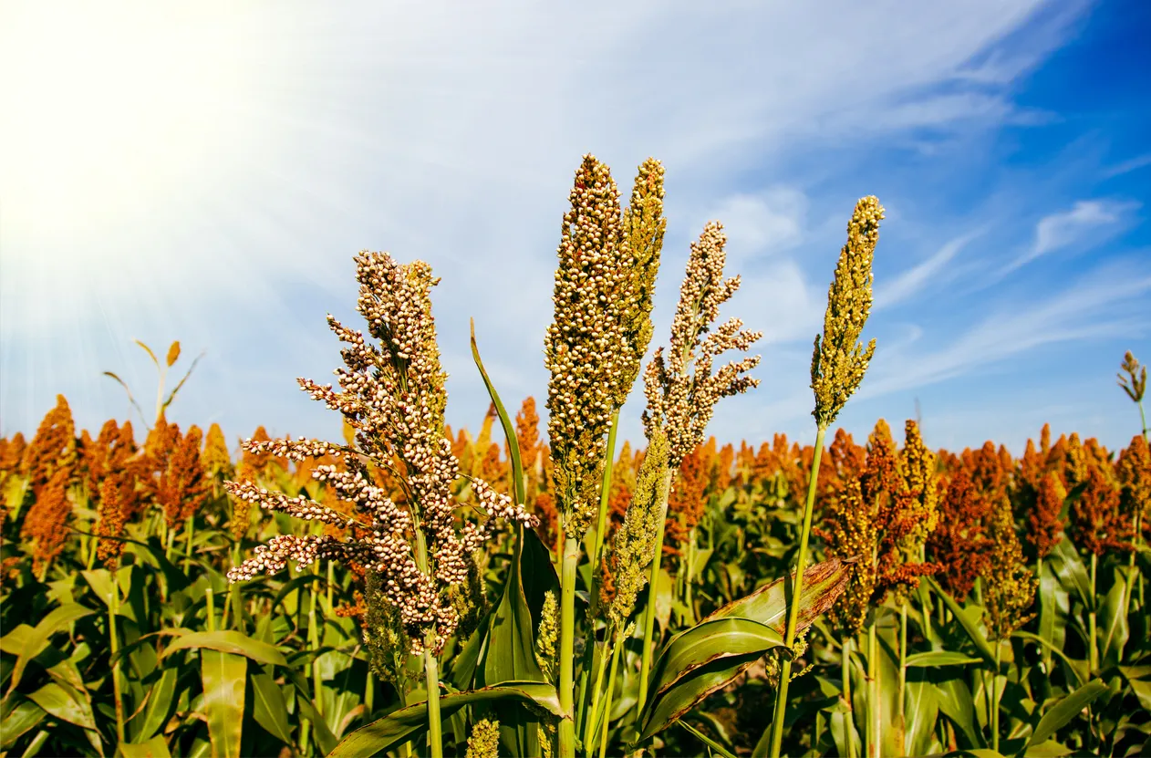 Campo de tallo y semillas de sorgo dulce. El uso clinoptilolita tiene grandes beneficios en estos cultivos