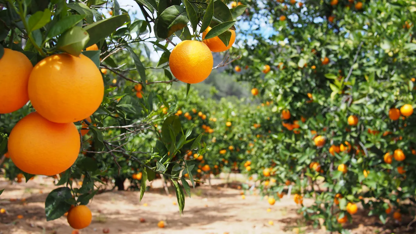 Cultivo de naranja valenciana. En estos cultivos puede ayudar el uso de zeolita