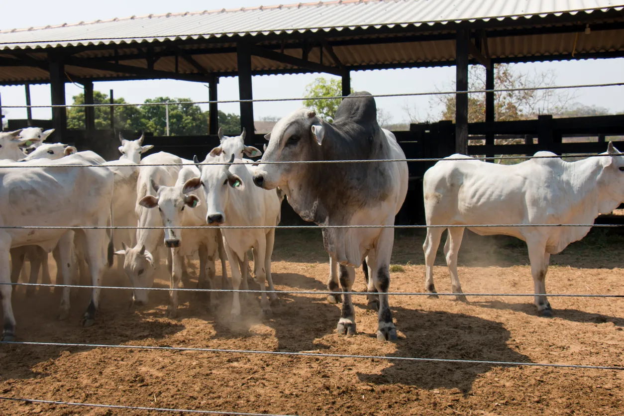 En el ganado la xiolita se utiliza para la alimentación hasta para el control de olores