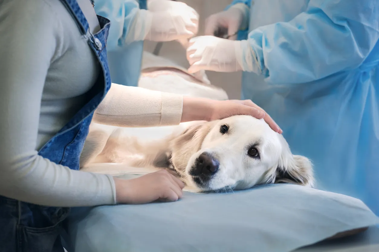 Sábanas desechables para atención veterinaria profesional
