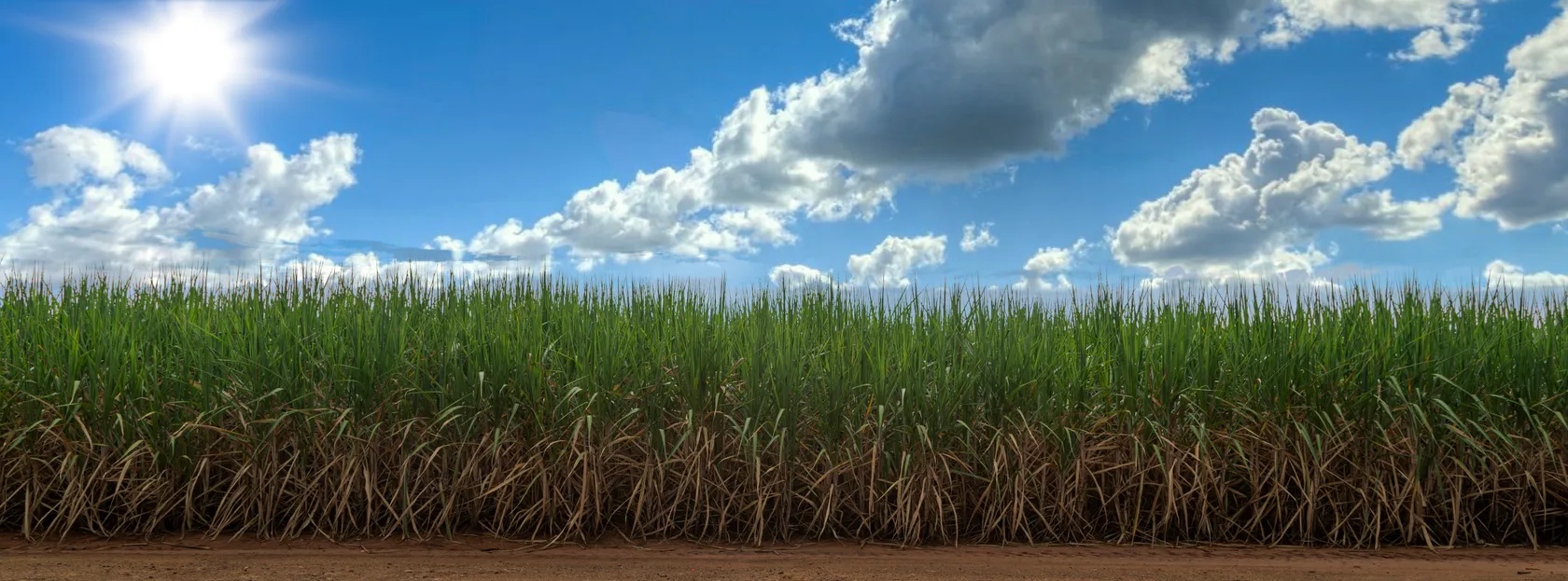 Panorámica de un campo de caña de azúcar con cielo azul.El uso de fertilizante con zeolita mejora estos cultivos