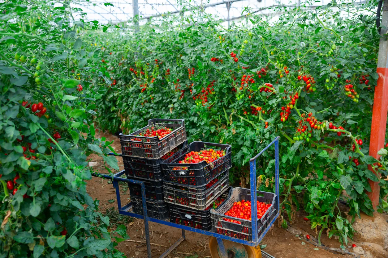 Tomates rojos maduros en cajas sobre una carretilla en el invernadero. La zeolita con fertilizante en una buena opción