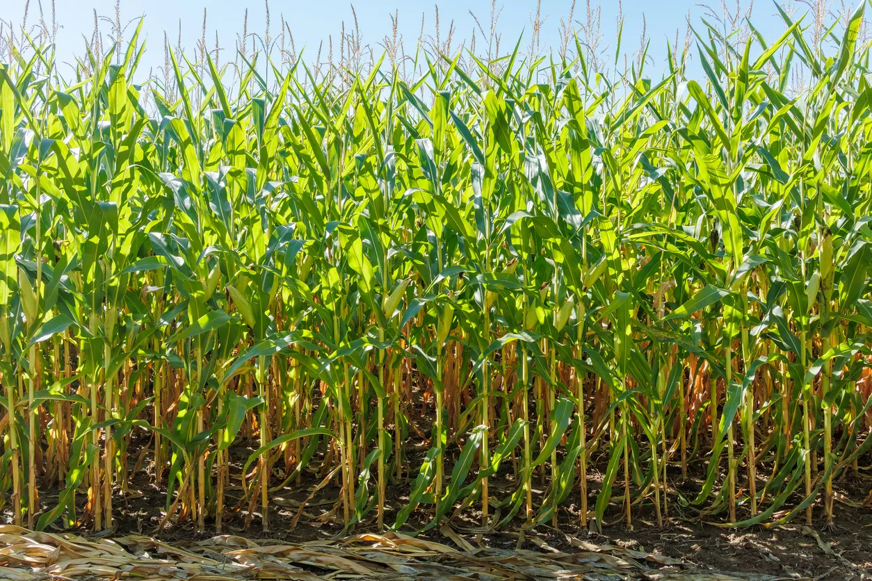 Fertilizantes en Puebla: venta y distribución