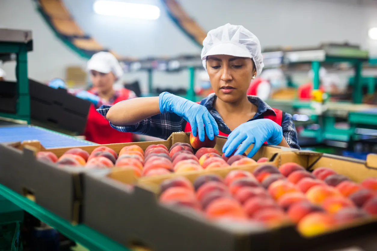 Mujer latina ordena melocotones en una línea de empaque de fruta