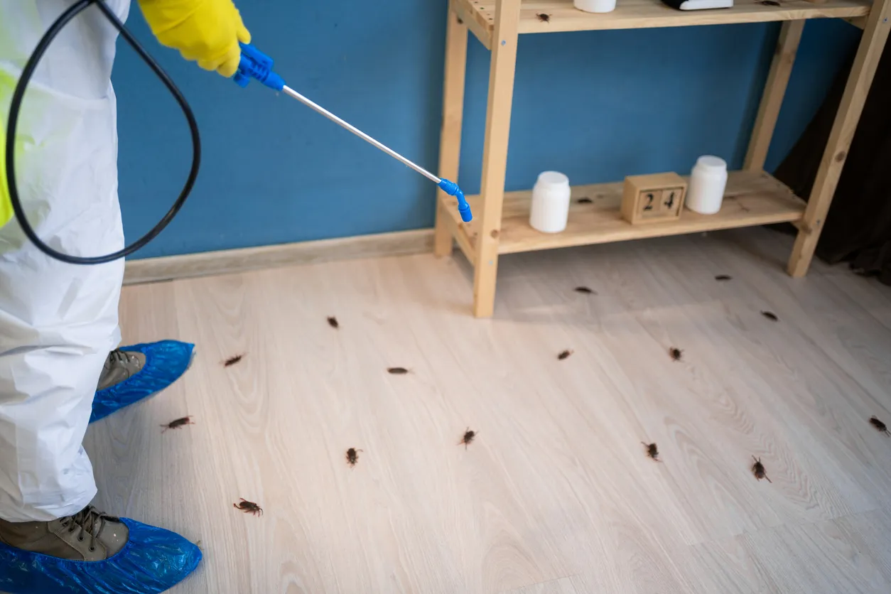 ¿Cuánto cuesta fumigar una casa contra cucarachas?