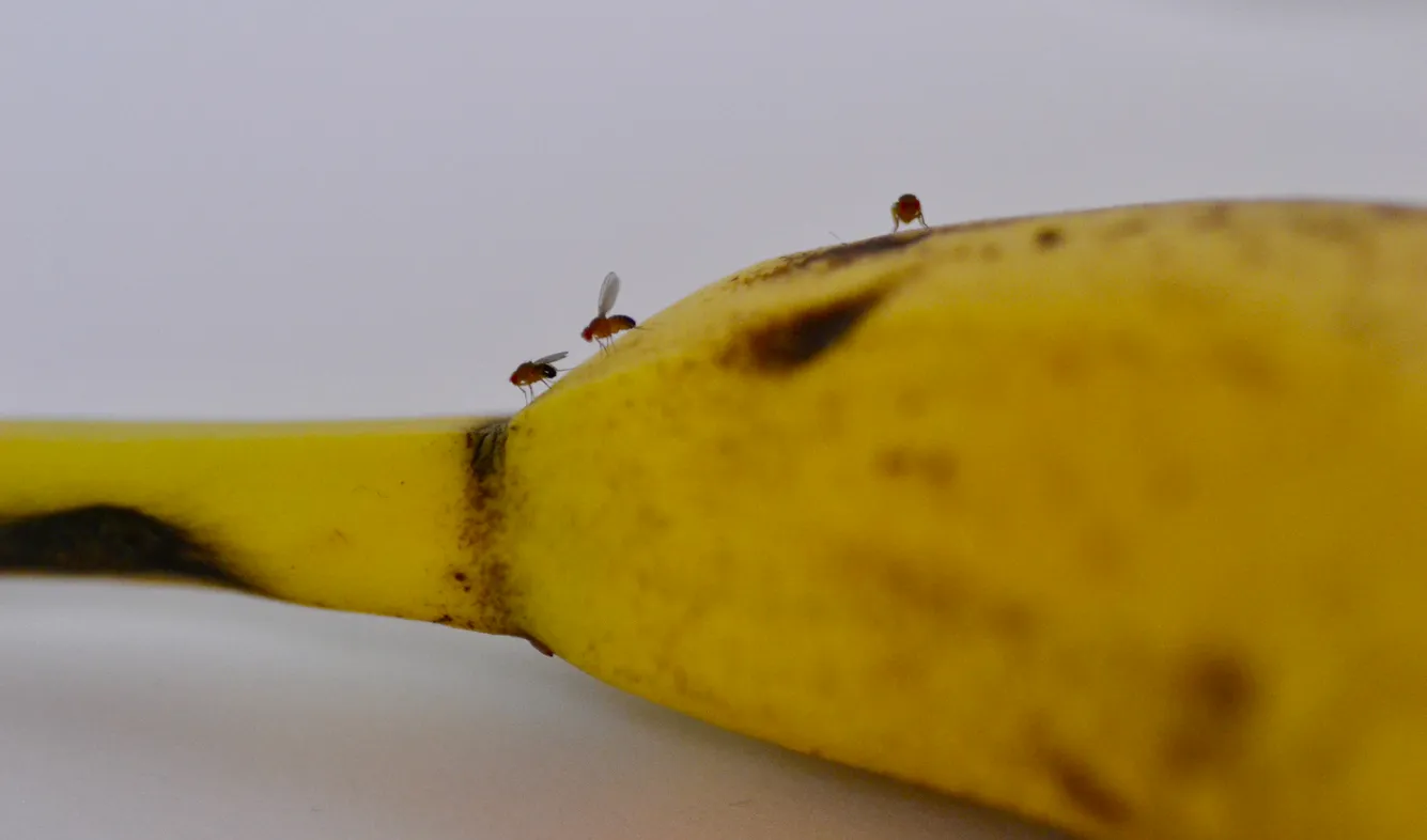 La fruta vuela sobre un plátano