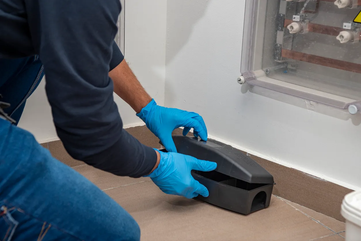 Preparación profesional de trampas para ratas, ratones, para el control de plagas en una caja negra especial para colocar 