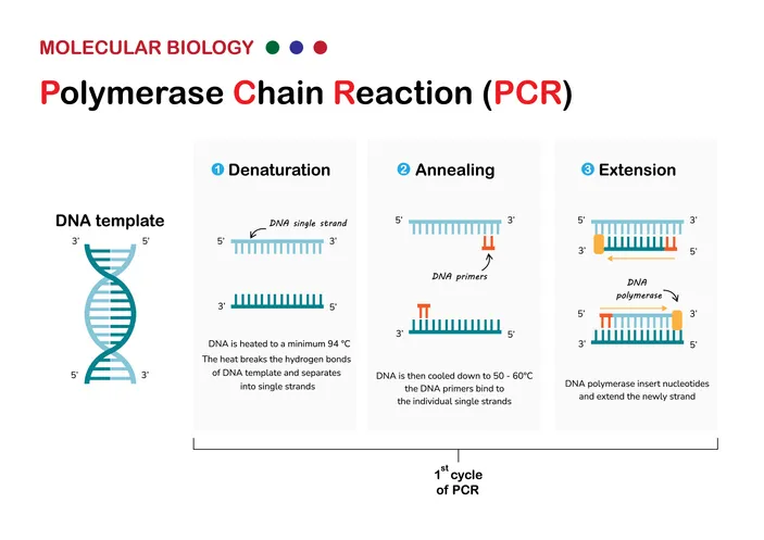 La biología molecular presenta el principio y el proceso de la reacción en cadena de la polimerasa, o técnica PCR