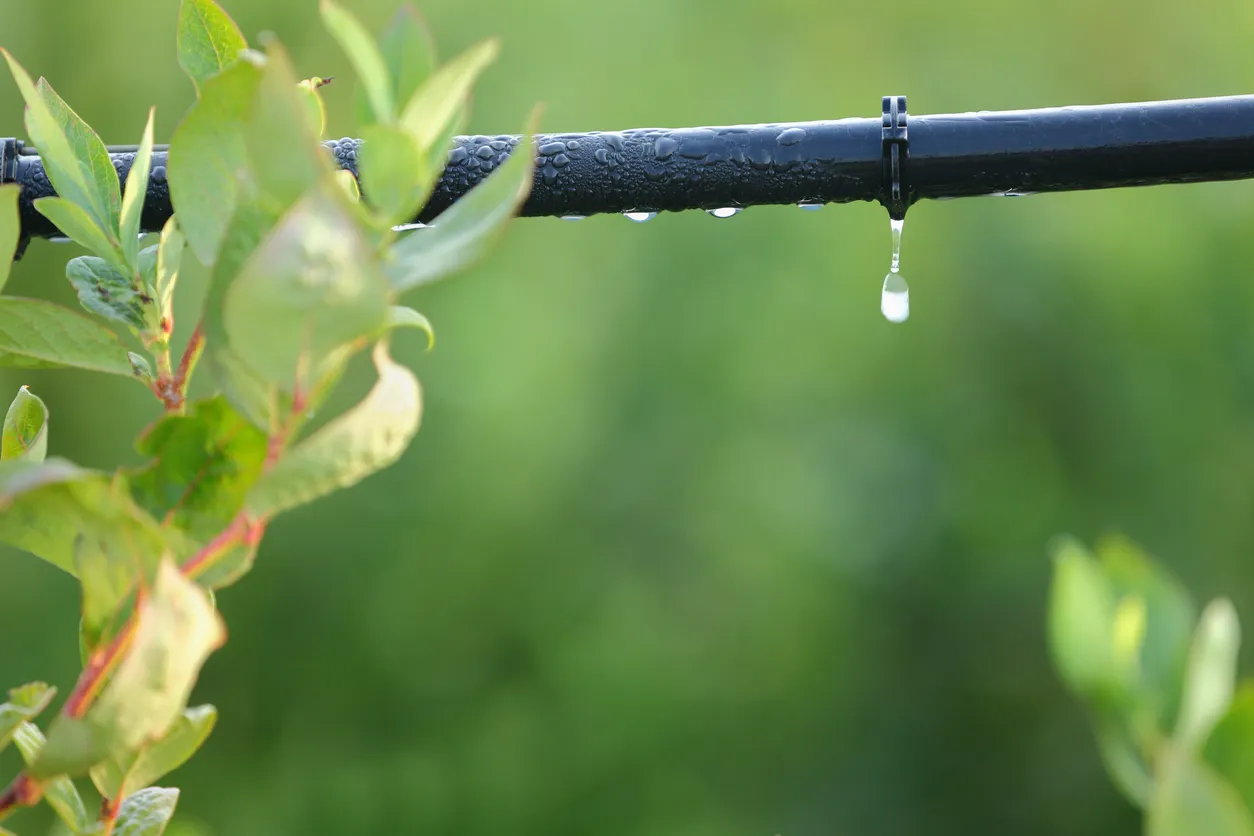 Ácido Fosfórico Agrícola: Qué es, Para Qué Sirve y Cómo Aplicarlo Correctamente