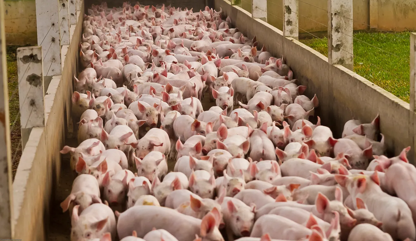 Granja porcina agroindustrial. La zeolita ayuda tanto en la alimentación como en el control de olores de estos animales.