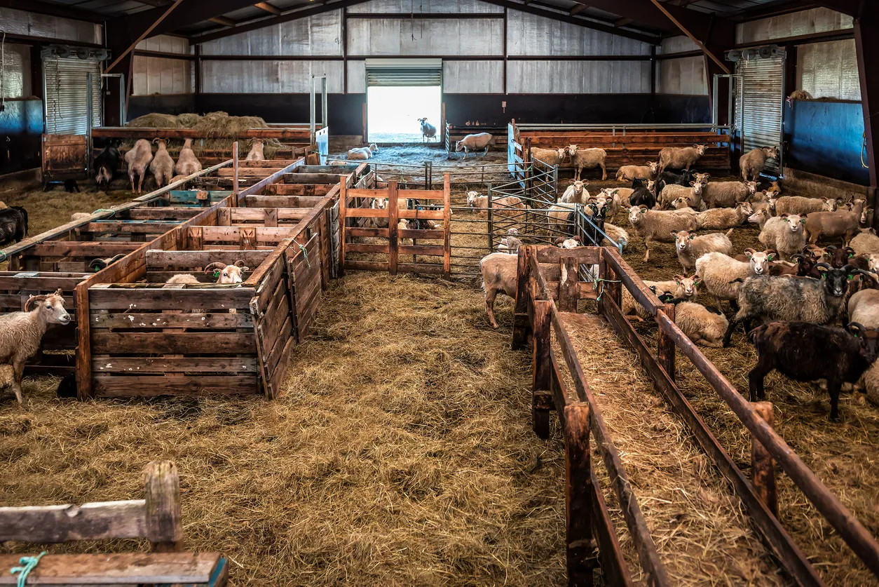 Establo de ovejas. Grupo de ovejas en el establo alimentando a sus crías.. La zeolita puede controlar los olores y la humedad