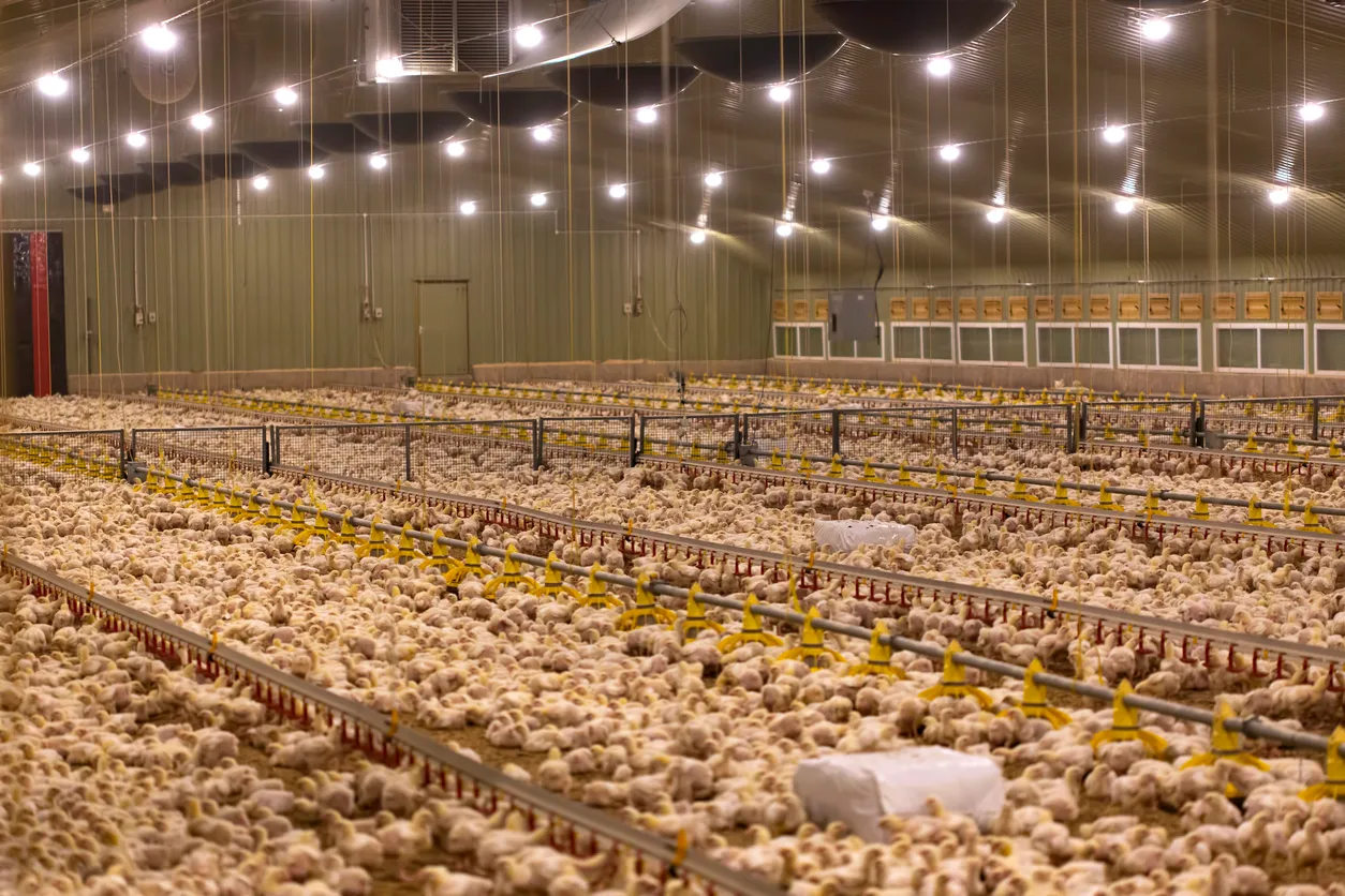 Pollos pequeños en una incubadora. La zeolita reduce olores y controla la humedad de la cama en estos animales