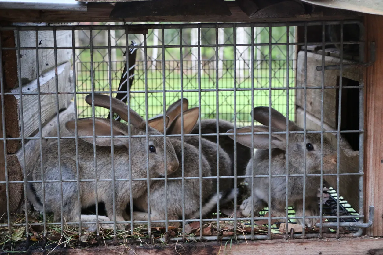 conejos en granja La zeolita ayudará a bandejas y camas más secas y fáciles de limpiar.