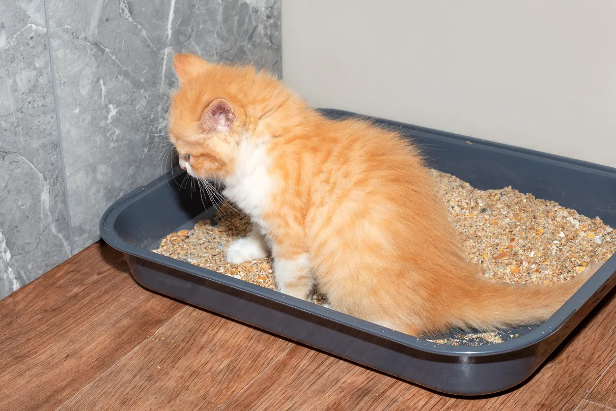 Gato peqeño en arenero. La zeolita ayuda a la reducción del olor a orina de gato.